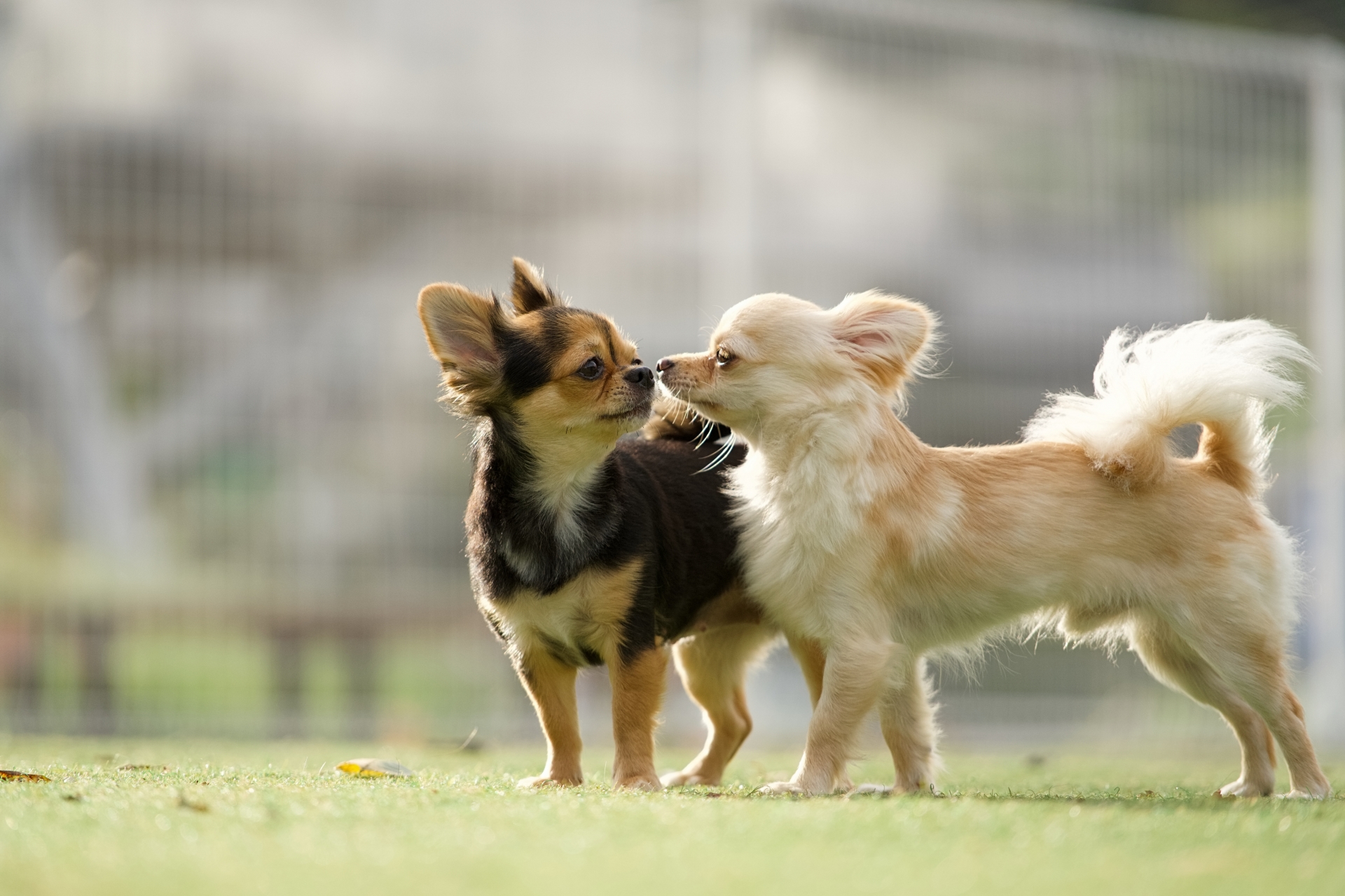 犬と猫の写真